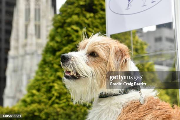 Wattson, a Kromfohrländer is shown during the 147th Annual Westminster Kennel Club Dog Show Press Preview on April 27, 2023 in New York City.