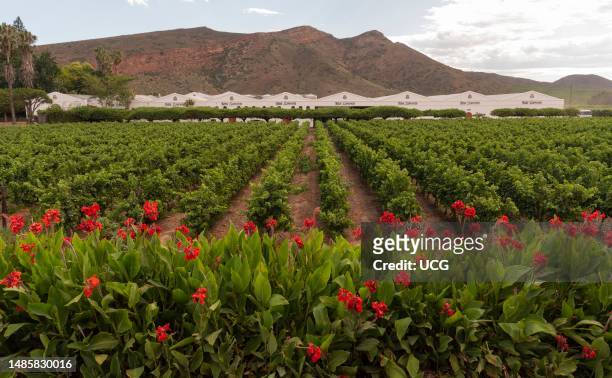 Robertson, Western Cape, South Africa, Colorful Canna Lilies in bloom surround a vineyard in the Robertson wine valley, Western cape, South Africa.