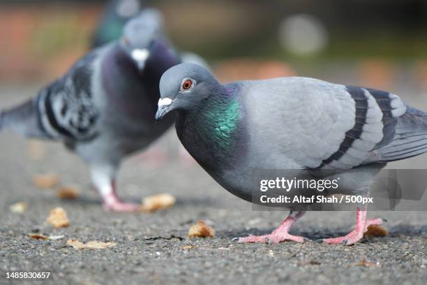 close-up of birds perching on road,luton,united kingdom,uk - pidgeon stock pictures, royalty-free photos & images