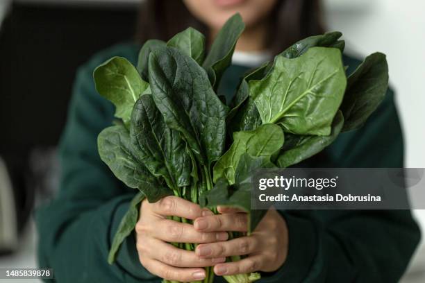 close up woman hands holding a bunch of spinach - spinach stock pictures, royalty-free photos & images
