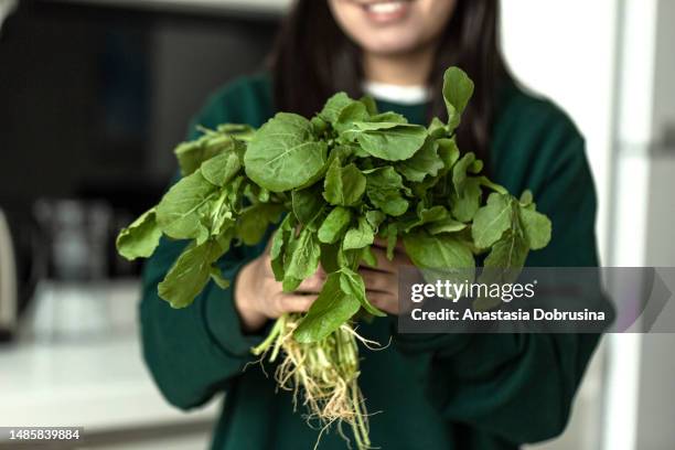 close up woman hands holding a bunch of arugula - arugula stock pictures, royalty-free photos & images