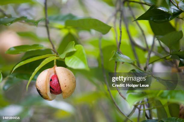 nutmeg on tree. - insel grenada stock-fotos und bilder