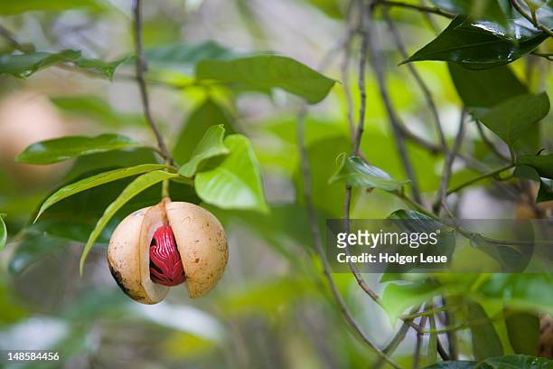 nutmeg on tree. - nutmeg stock pictures, royalty-free photos & images