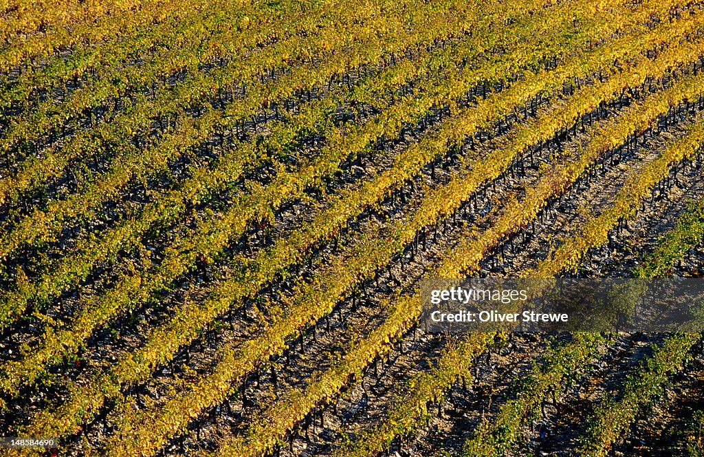 Vineyards near Tavel, southern Rhone valley.