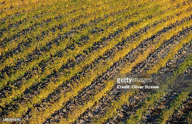 vineyards near tavel, southern rhone valley. - rhone stock pictures, royalty-free photos & images