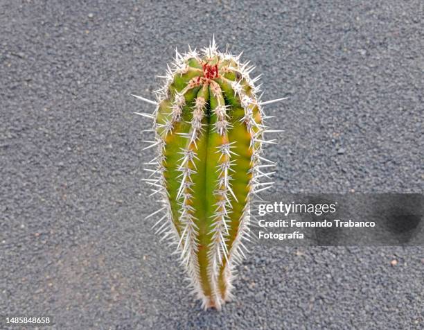 cactus - saguaro cactus stock pictures, royalty-free photos & images