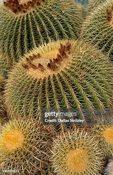 echinocactus grusonii (step mother's cushion) succulent found at jardins exotique. - grusonii stock pictures, royalty-free photos & images