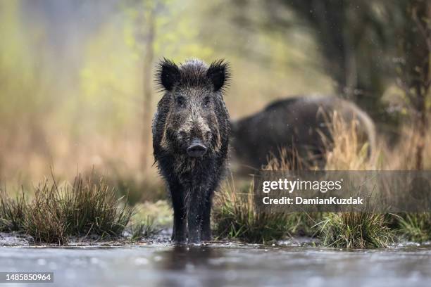 wildschwein (sus scrofa), eurasisches wildschwein. - wild boar stock-fotos und bilder