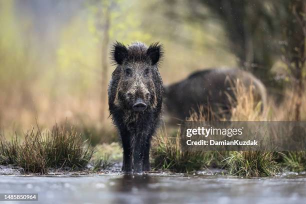 javali (sus scrofa), porco selvagem da eurásia. - mamífero ungulado - fotografias e filmes do acervo