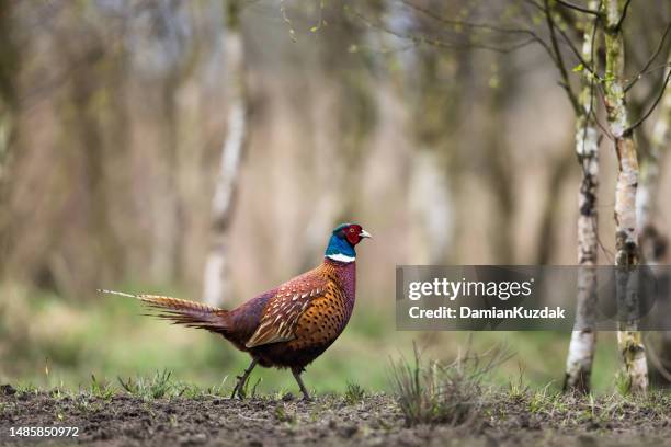 common pheasant (phasianus colchicus). - pheasant stock pictures, royalty-free photos & images