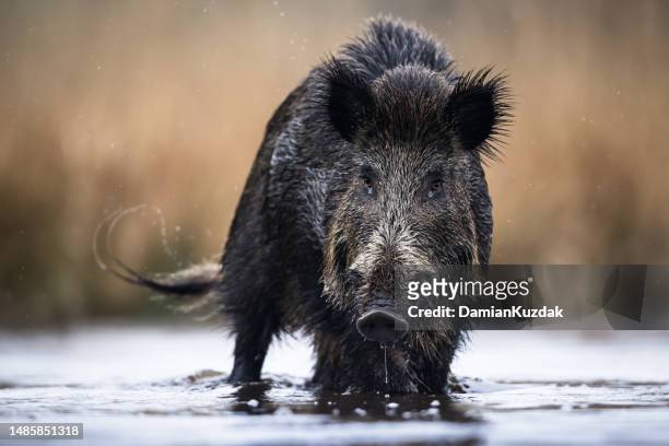 wild boar (sus scrofa), eurasian wild pig. - pig water stock pictures, royalty-free photos & images