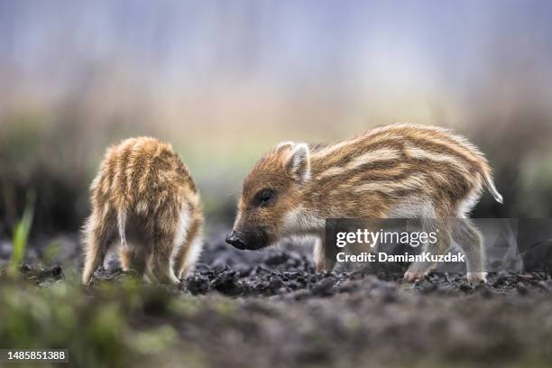 jabalí (sus scrofa), cerdo salvaje euroasiático. - cerdito fotografías e imágenes de stock