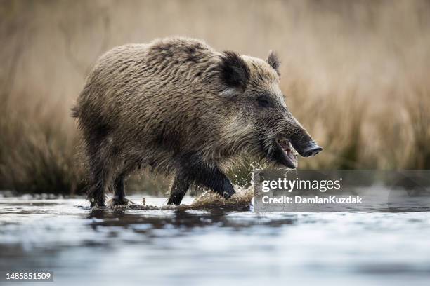 wild boar (sus scrofa), eurasian wild pig. - boar tusk stock pictures, royalty-free photos & images