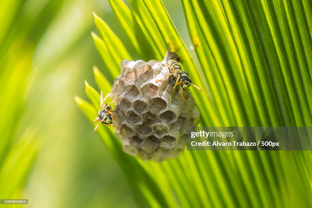 Wasps building a nest in a palm leaf
