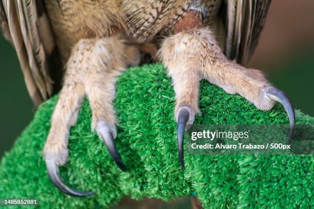 close-up of dog - talon stock pictures, royalty-free photos & images