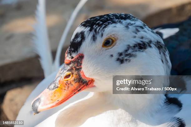 108 White Muscovy Duck Stock Photos, High-Res Pictures, and Images