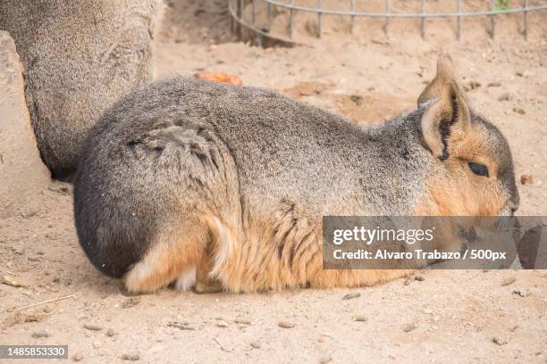 Mara And Rabbit Mara Rodent Photos and Premium High Res Pictures - Getty Images