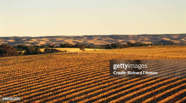 overhead of vineyards in late afternoon. - south australia stock-fotos und bilder