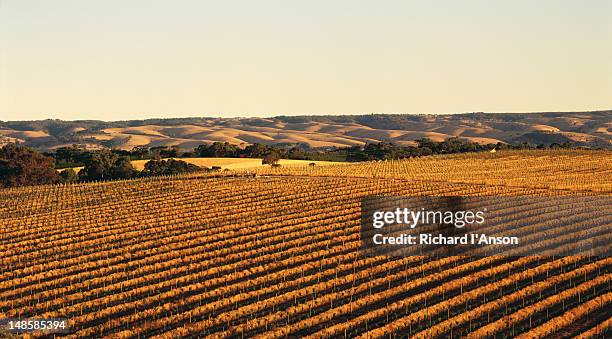 overhead of vineyards in late afternoon. - australia winery stock pictures, royalty-free photos & images