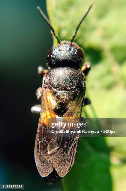 close-up of insect on leaf,bilaspur division,chhattisgarh,india - wasps stock pictures, royalty-free photos & images