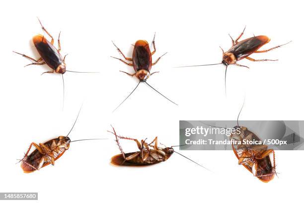 many cockroach on isolated white background,dead cockroachs on white - blatta orientalis stock pictures, royalty-free photos & images