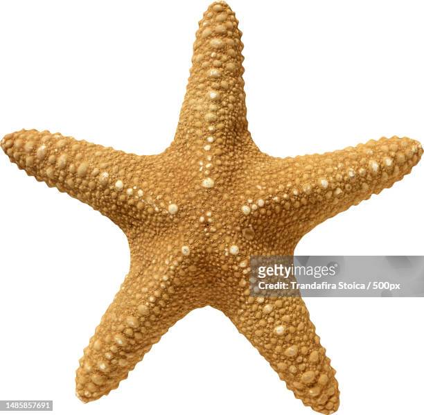the texture of the starfish beige on a white background - sea shells stock pictures, royalty-free photos & images
