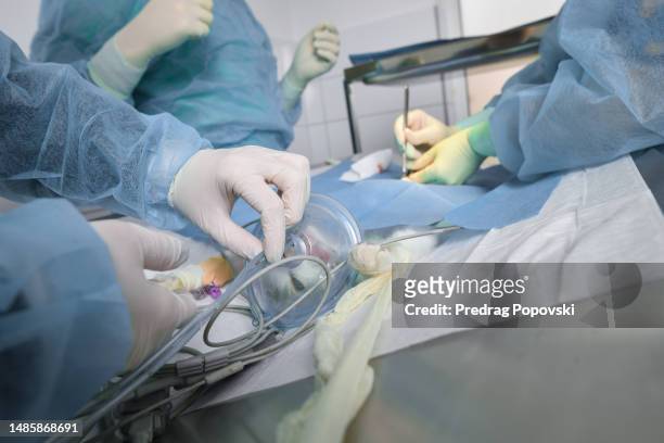 cat surgery - human castration photo stock pictures, royalty-free photos & images