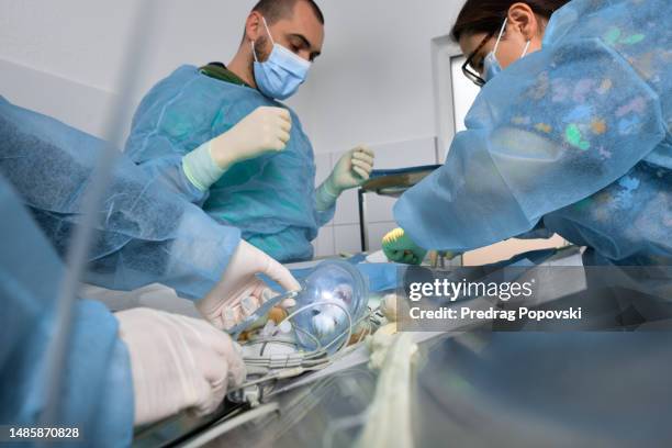 cat surgery - castration stockfoto's en -beelden