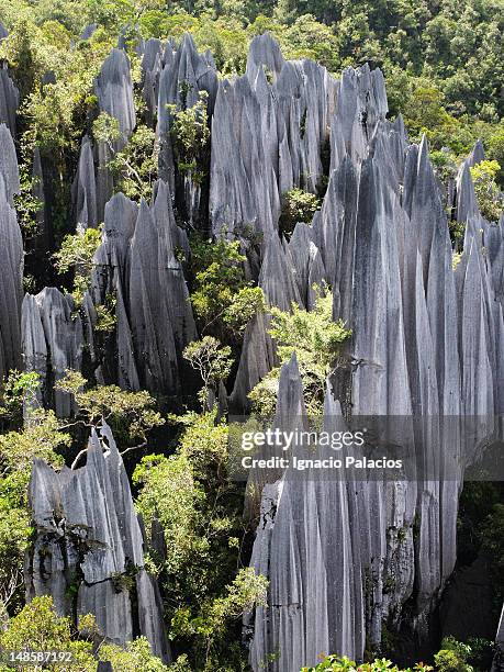 the pinnacles (limestone mountain) in mount api. - gunung mulu national park stock pictures, royalty-free photos & images