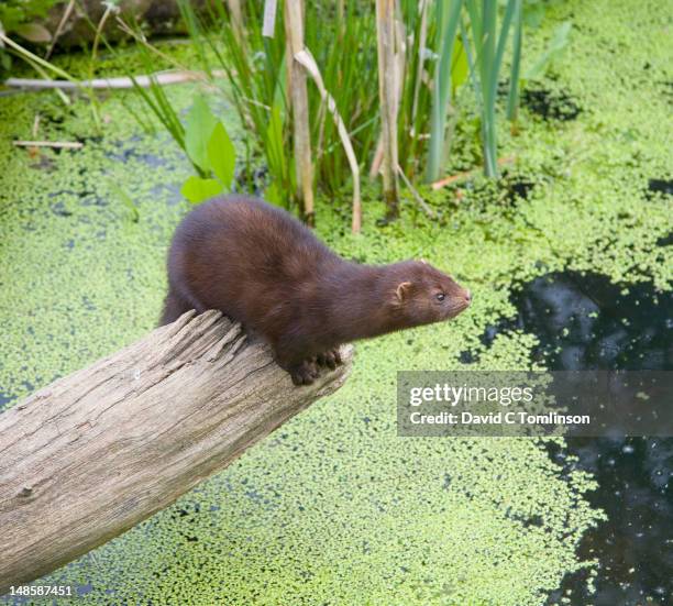 4,550 Picture Of A Mink Stock Photos, High-Res Pictures, and Images ...