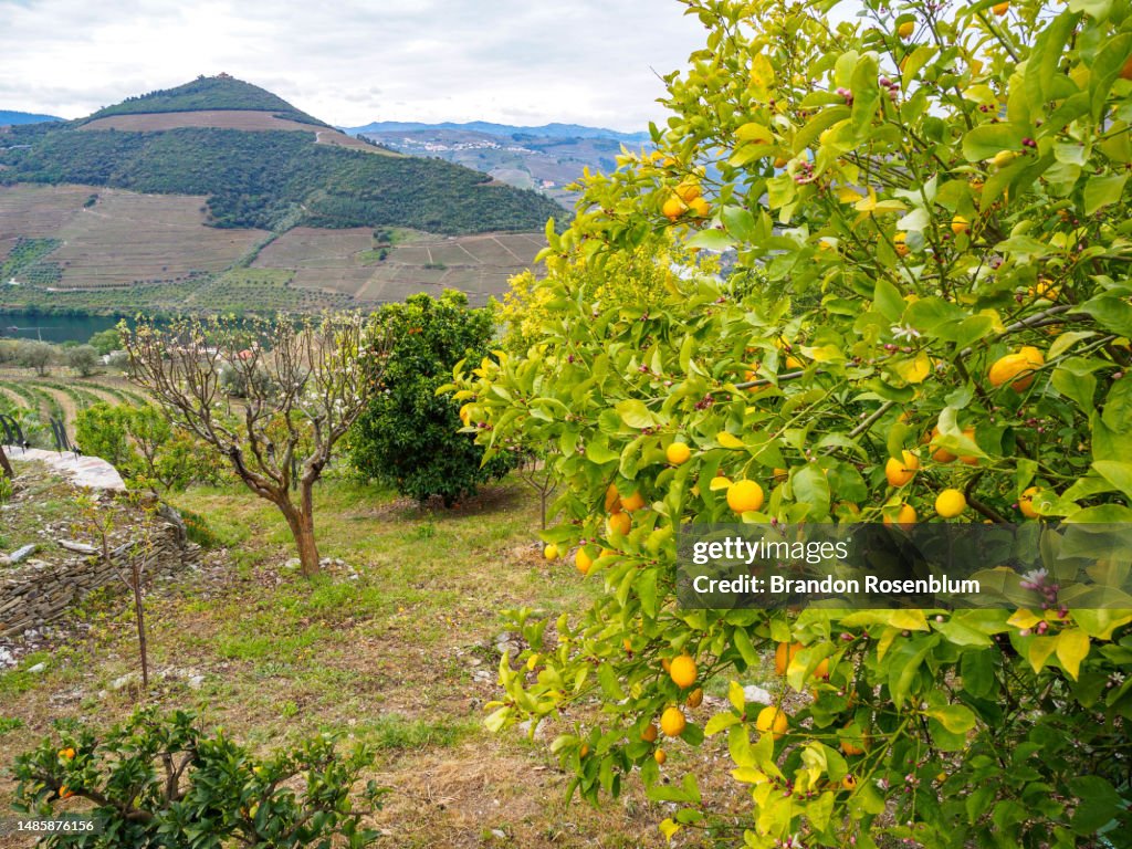 Lemon tree in the deep valleys of the wine-making region of the Douro Valley in Portugal