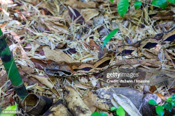 madagascar nature, boa constrictor - madagascar boa stock pictures, royalty-free photos & images