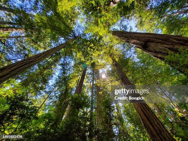 low angle view of tall redwood trees california - tree canopy stock pictures, royalty-free photos & images