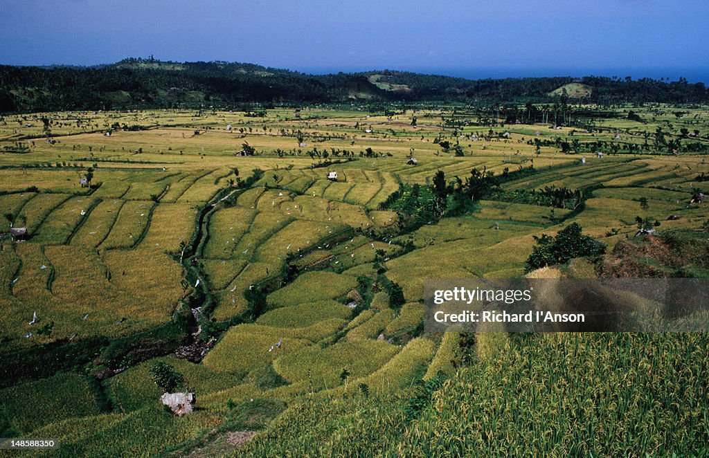 Rice paddys around Tirta Gangga.