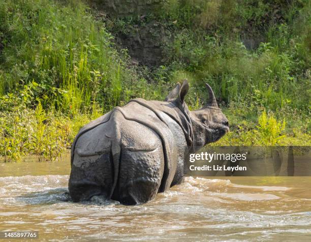 great indian rhinoceros crossing river, kaziranga np, india - assam stock pictures, royalty-free photos & images