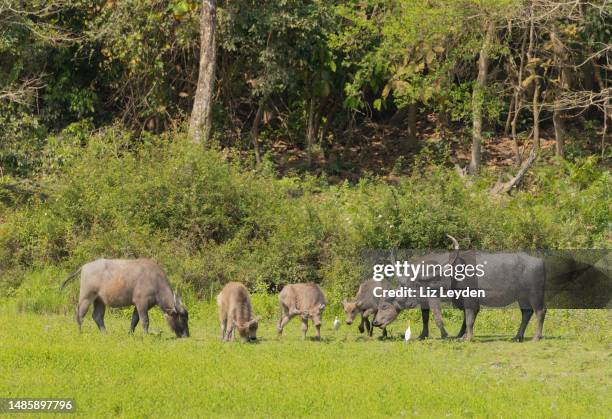 wild water buffalos, kaziranga np, india - kaziranga national park stock pictures, royalty-free photos & images