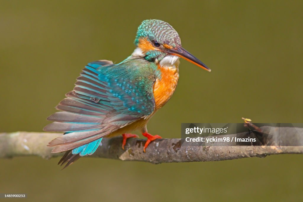 Kingfisher Commonkingfisher High-Res Stock Photo - Getty Images