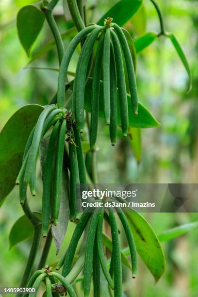 Vanilla High-Res Stock Photo