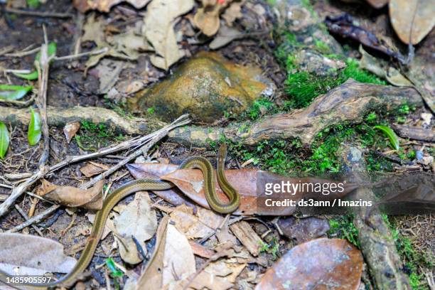 madagascar nature, boa constrictor - madagascar boa stock pictures, royalty-free photos & images