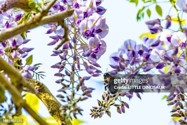 flying carpenter bee and wisteria flower - giant bee stock pictures, royalty-free photos & images