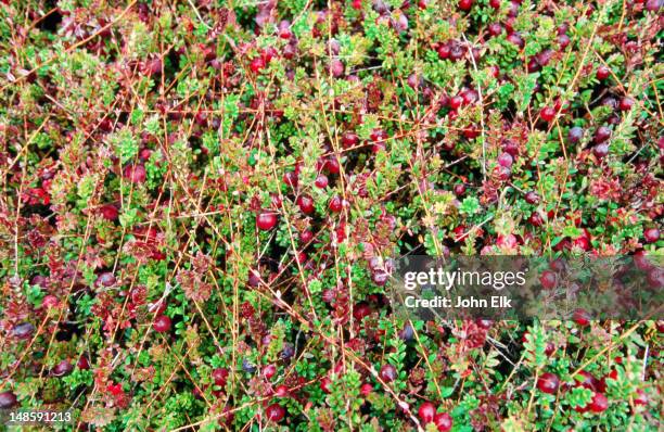 cranberry bog detail. - cranberry harvest stock-fotos und bilder