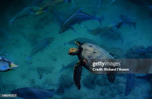 turtle (lepidochelys olivacea) with fish in blue water resort outdoor aquarium. - shefa stock pictures, royalty-free photos & images