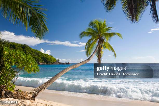 palm overhanging the beach at anse takamaka. - overhangend stockfoto's en -beelden