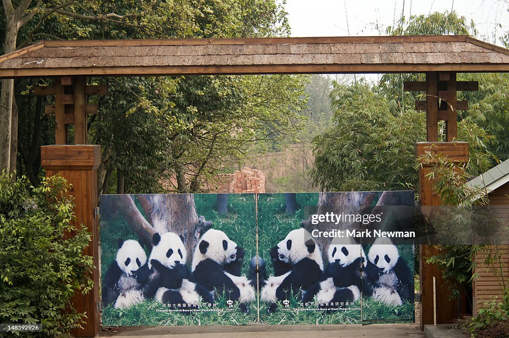 Giant Panda (Ailuropoda melanoleuca), Panda Breeding and Research Centre.