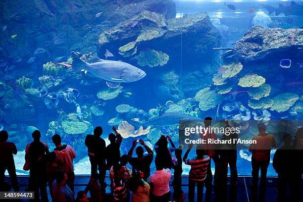 visitors at the aquarium in dubai mall shopping centre. - dubai aquarium stock pictures, royalty-free photos & images