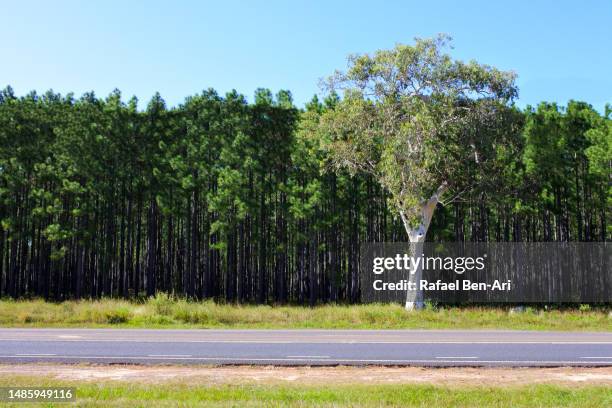 one eucalyptus tree grow beside a pine trees forest - jade close stock pictures, royalty-free photos & images