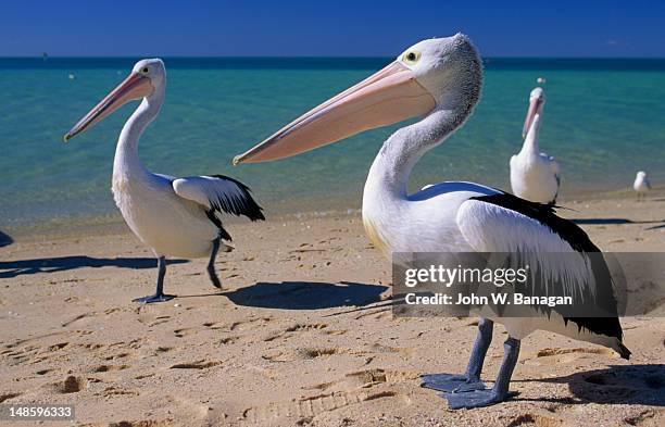 pelicans on beach. - monkey mia stock pictures, royalty-free photos & images