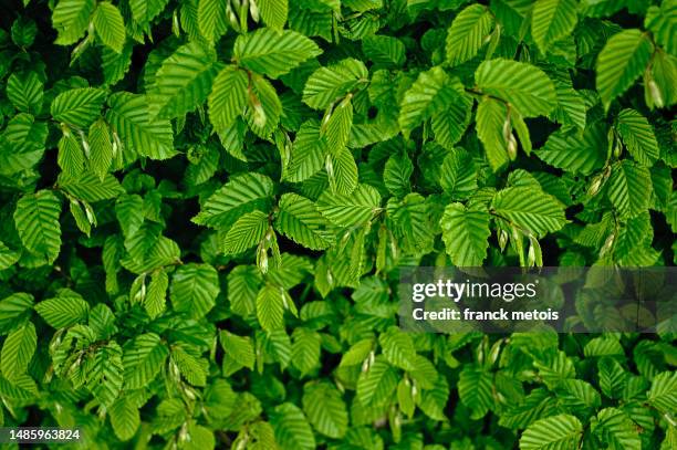 hornbeam tree leaves - hornbeam stockfoto's en -beelden