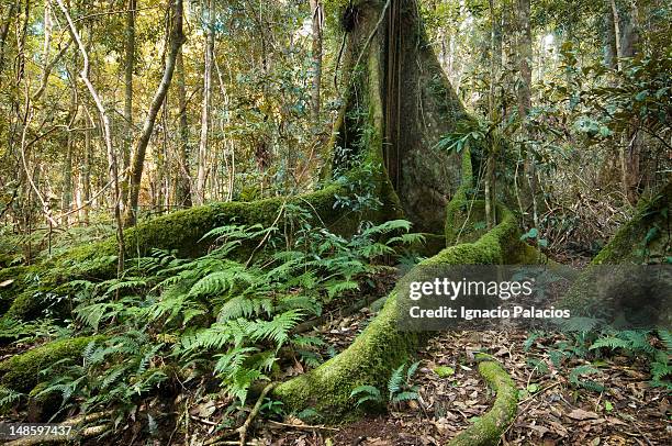 Python Rock Lookout 221 Australian Tree Snake Stock Photos, High-Res Pictures, and Images ...