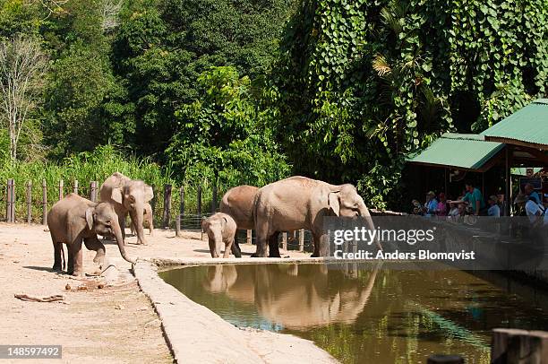 bornean pygmy elephants (elephas maximus borneensis) and visitors at lok kawi wildlife park. - lok kawi wildlife park stock pictures, royalty-free photos & images